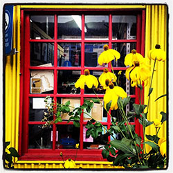 Large Yellow Daisies shot against a red framed window and yellow wall